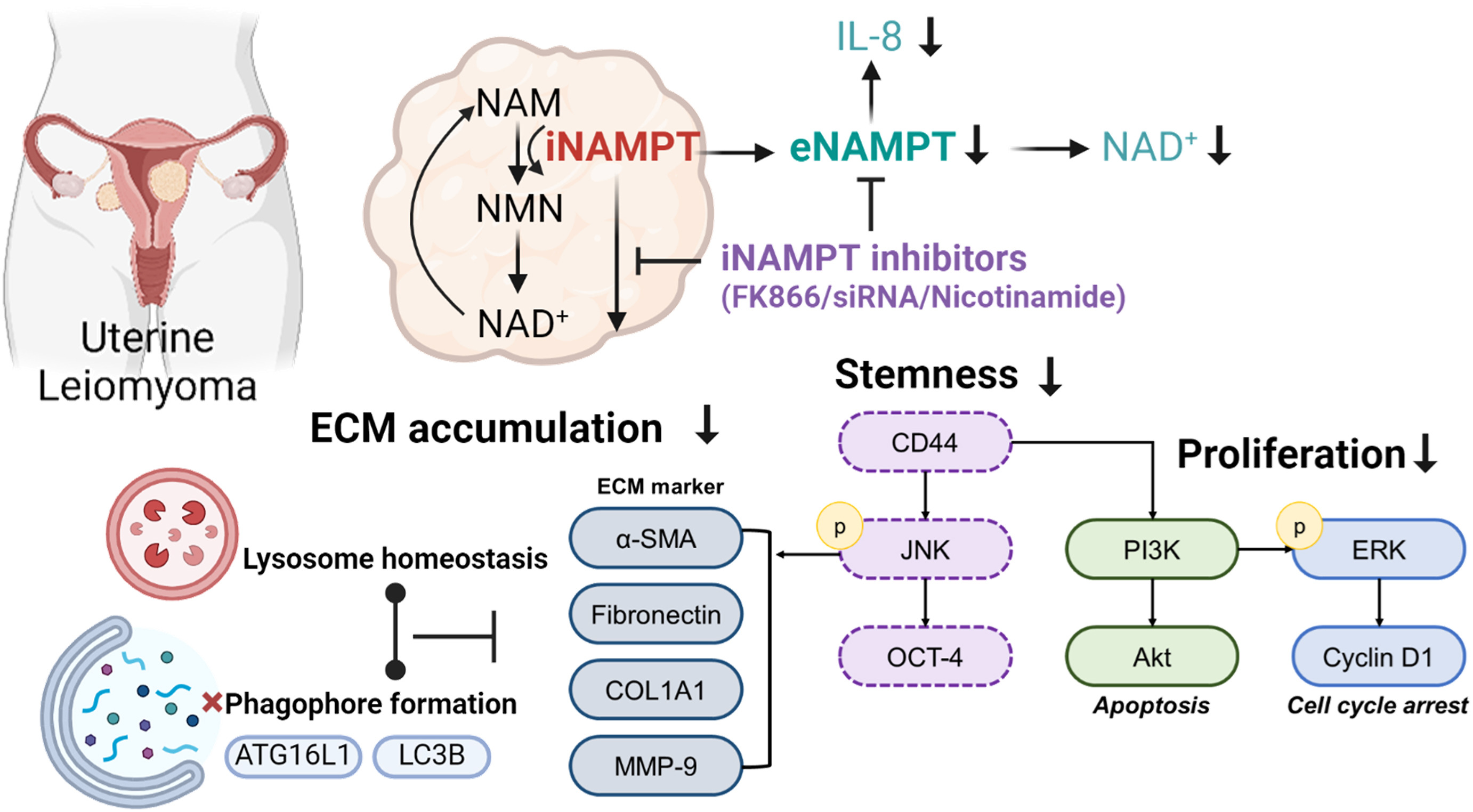 Targeting NAD⁺ Metabolism: TMU, University of Chicago researchers unveil novel therapeutic strategy for Uterine Leiomyomas